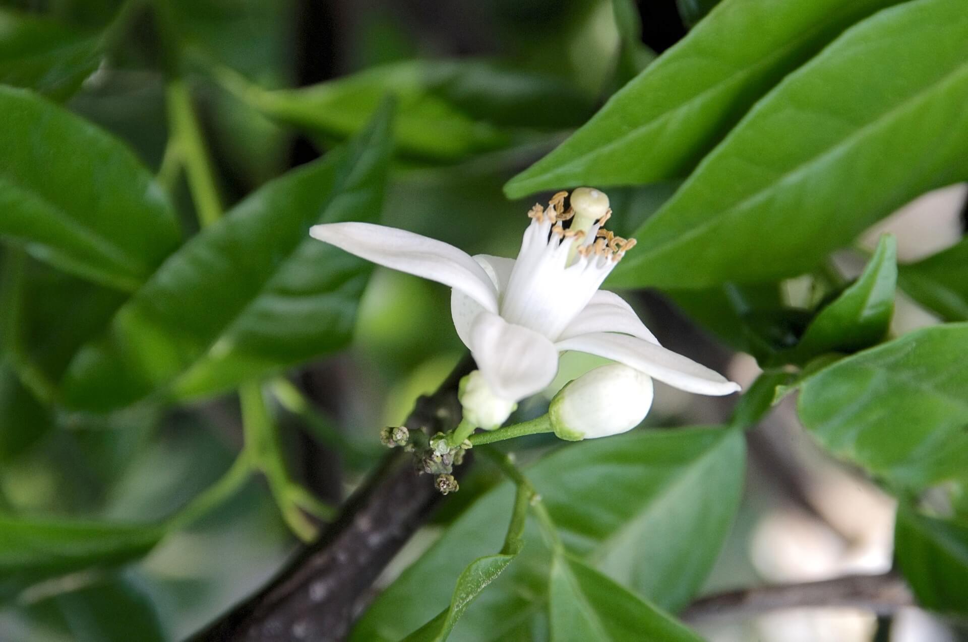 西班牙香氛之旅 一 與橙花的邂逅 波兒保羅芳香世界