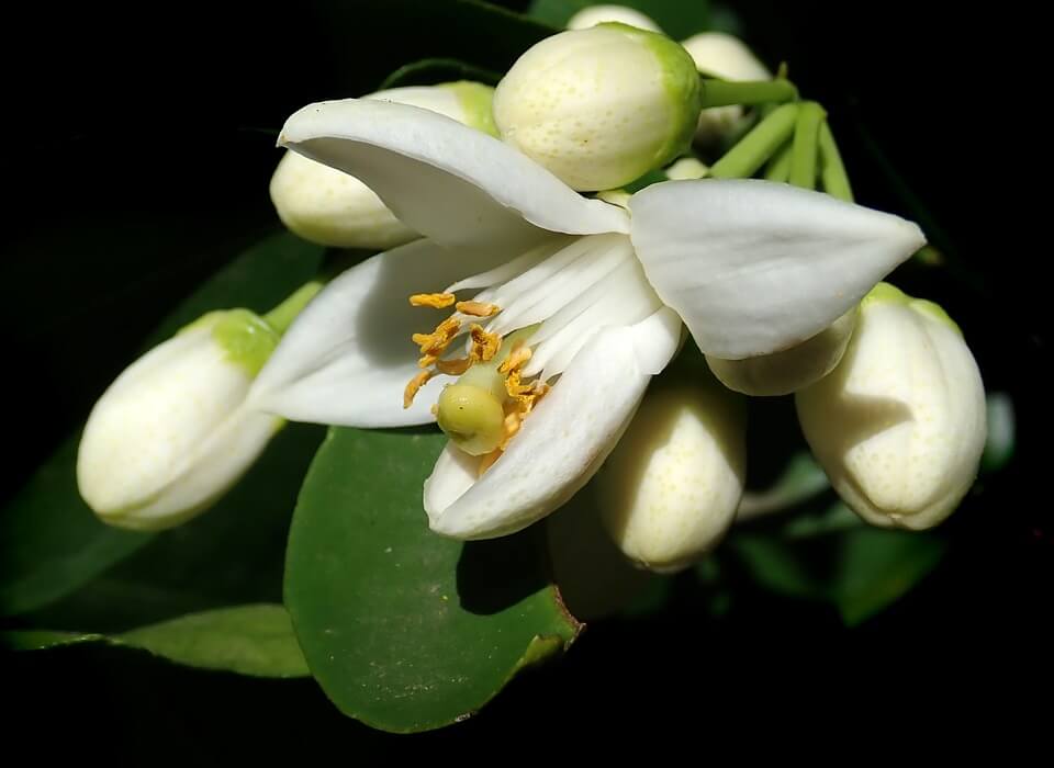 台灣也有壯觀的橙花林 波兒保羅芳香世界