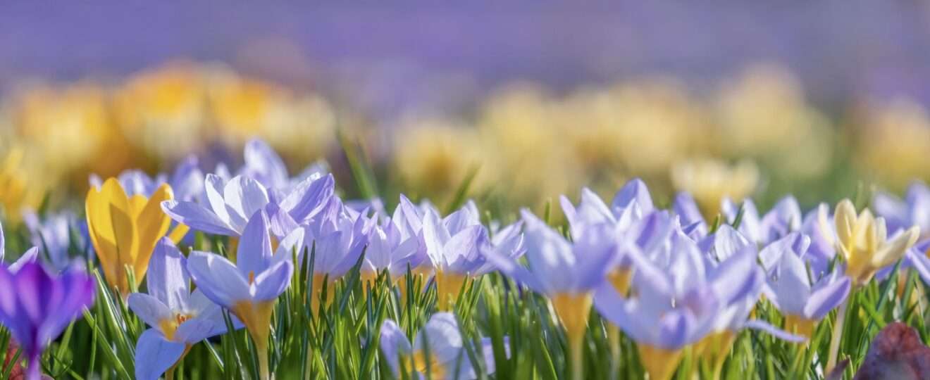 精油為什麼昂貴