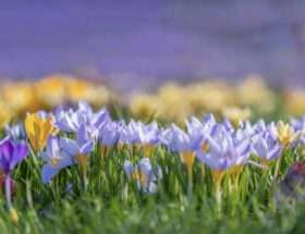 精油為什麼昂貴