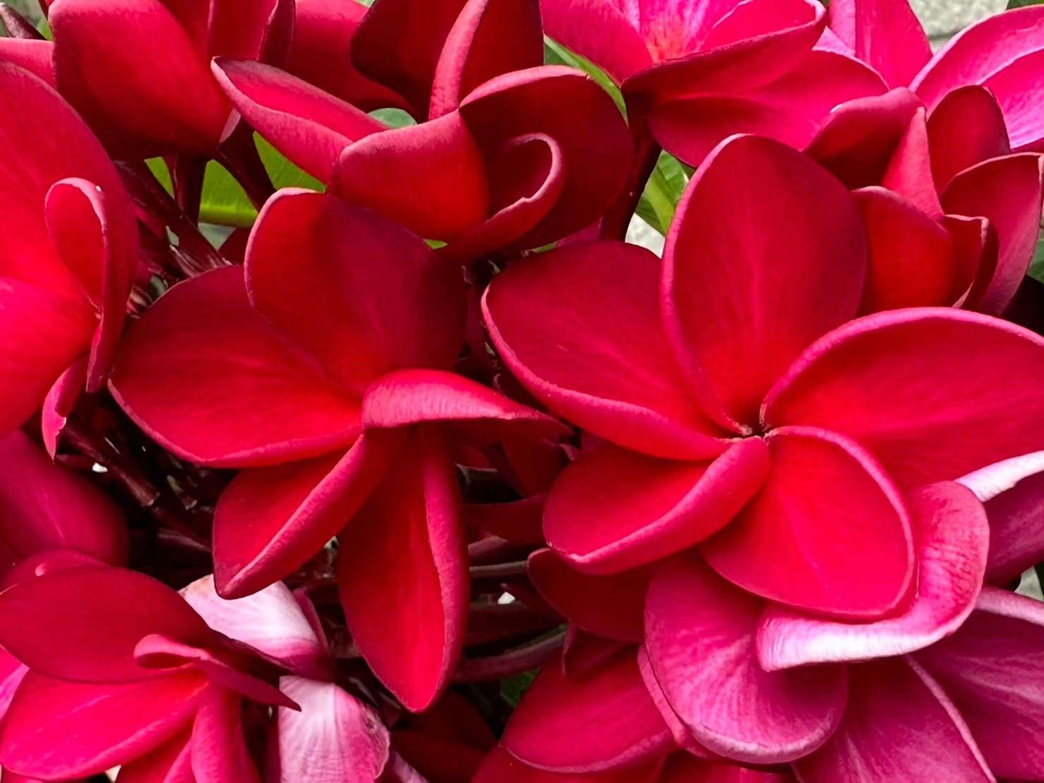 紫緬梔(雞蛋花)