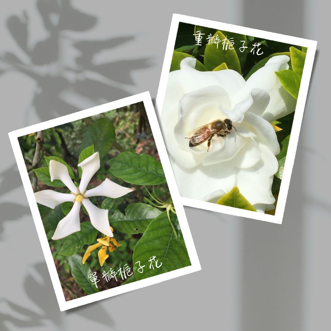 梔子花香精 Gardenia