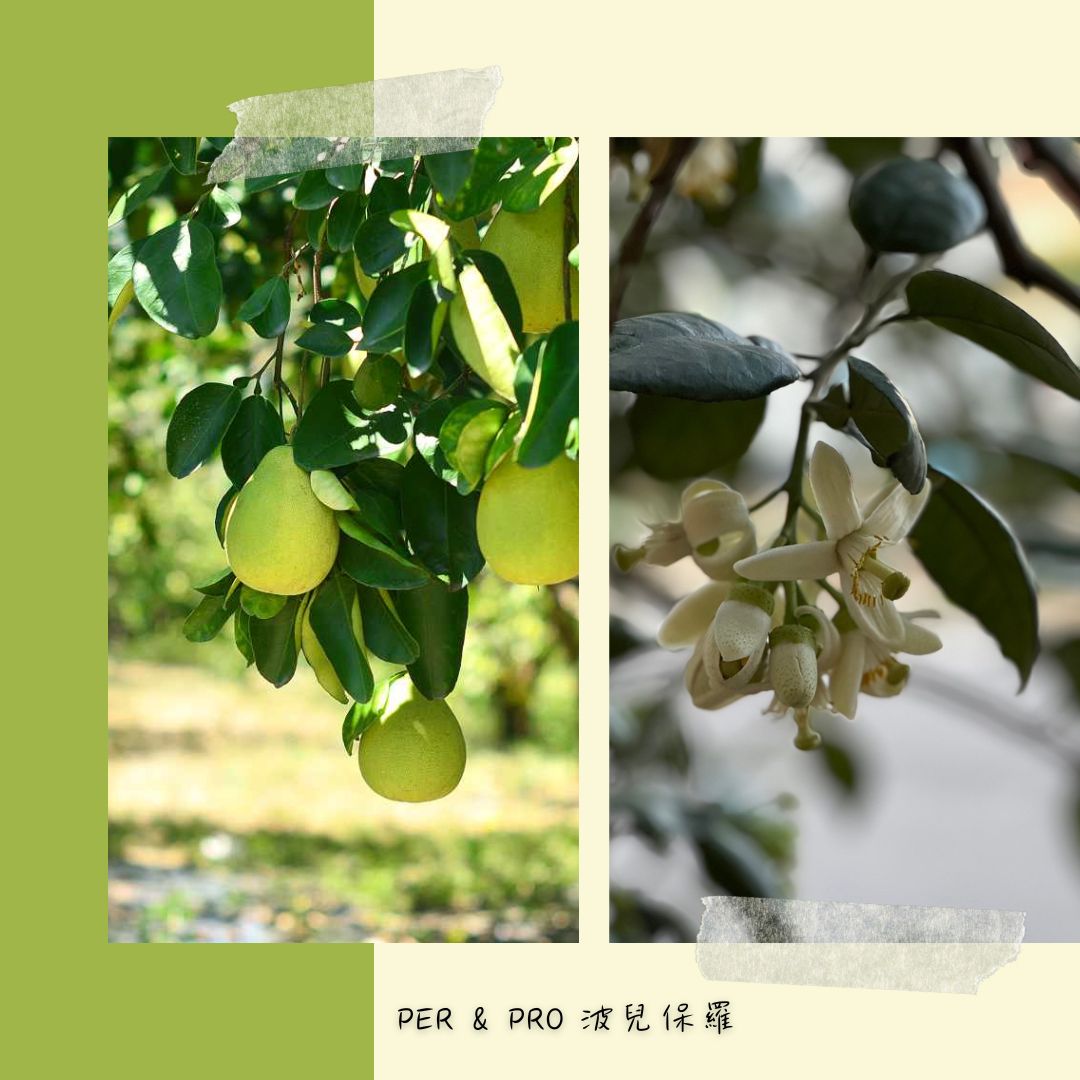 文旦花香精 Pummelo Flower
