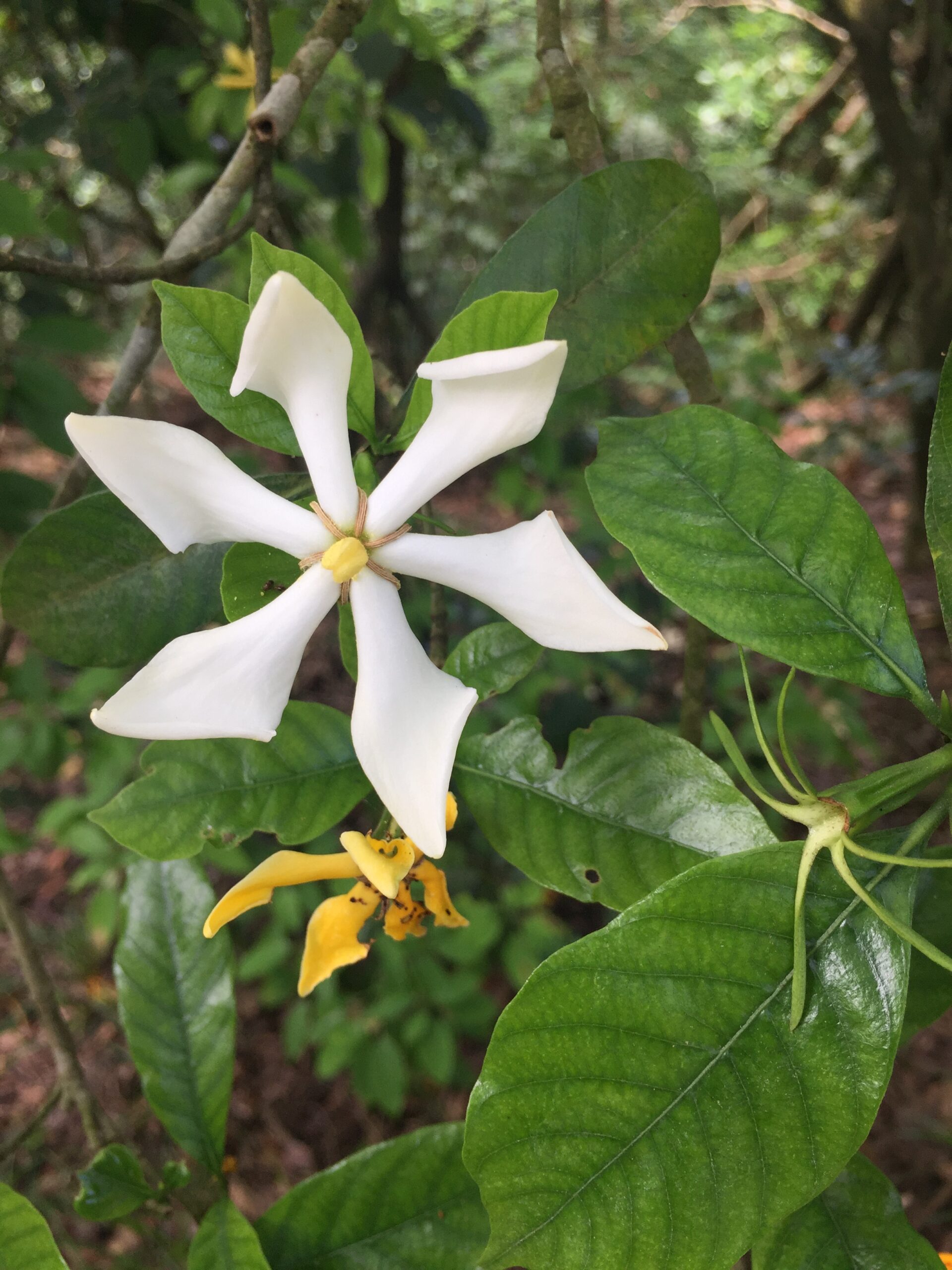 花名4