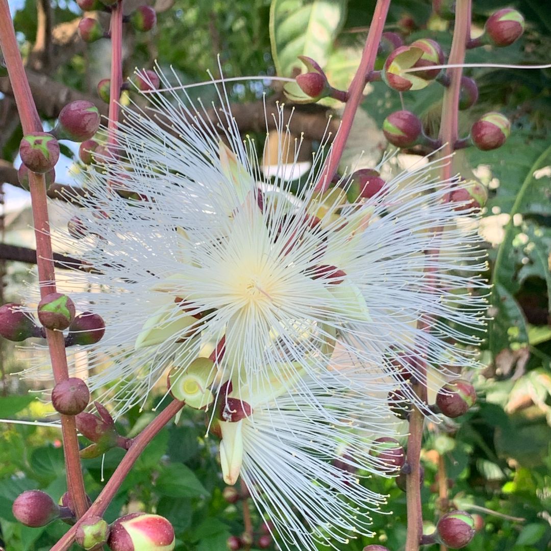 花名3