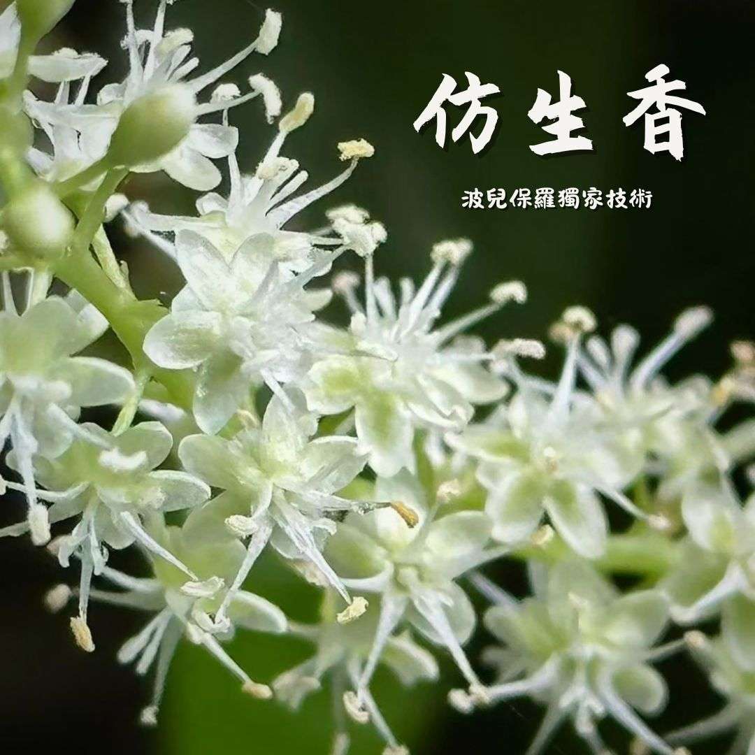 麝香香精與仿生香