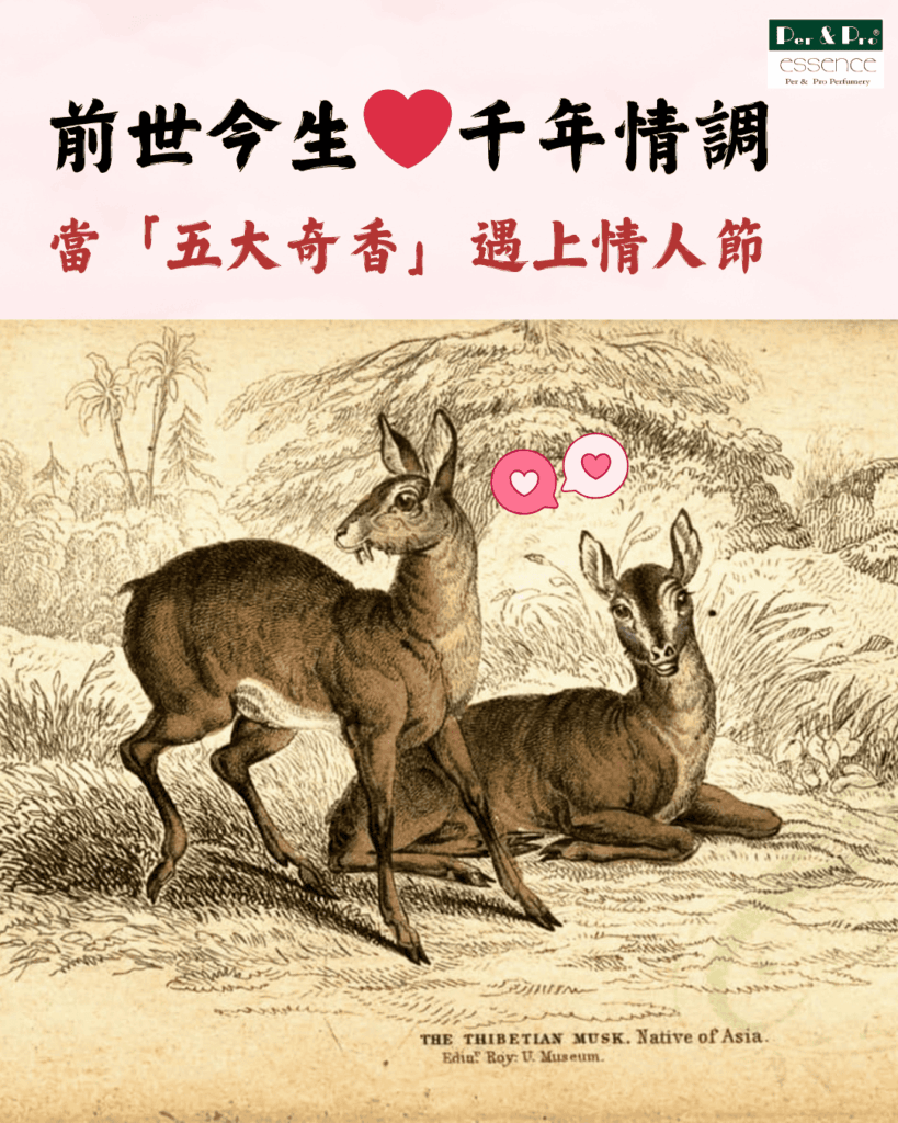 四大名香，五大奇香遇到情人節，沉香、檀香、龍涎香、麝香、靈貓香，情人節香氛開發