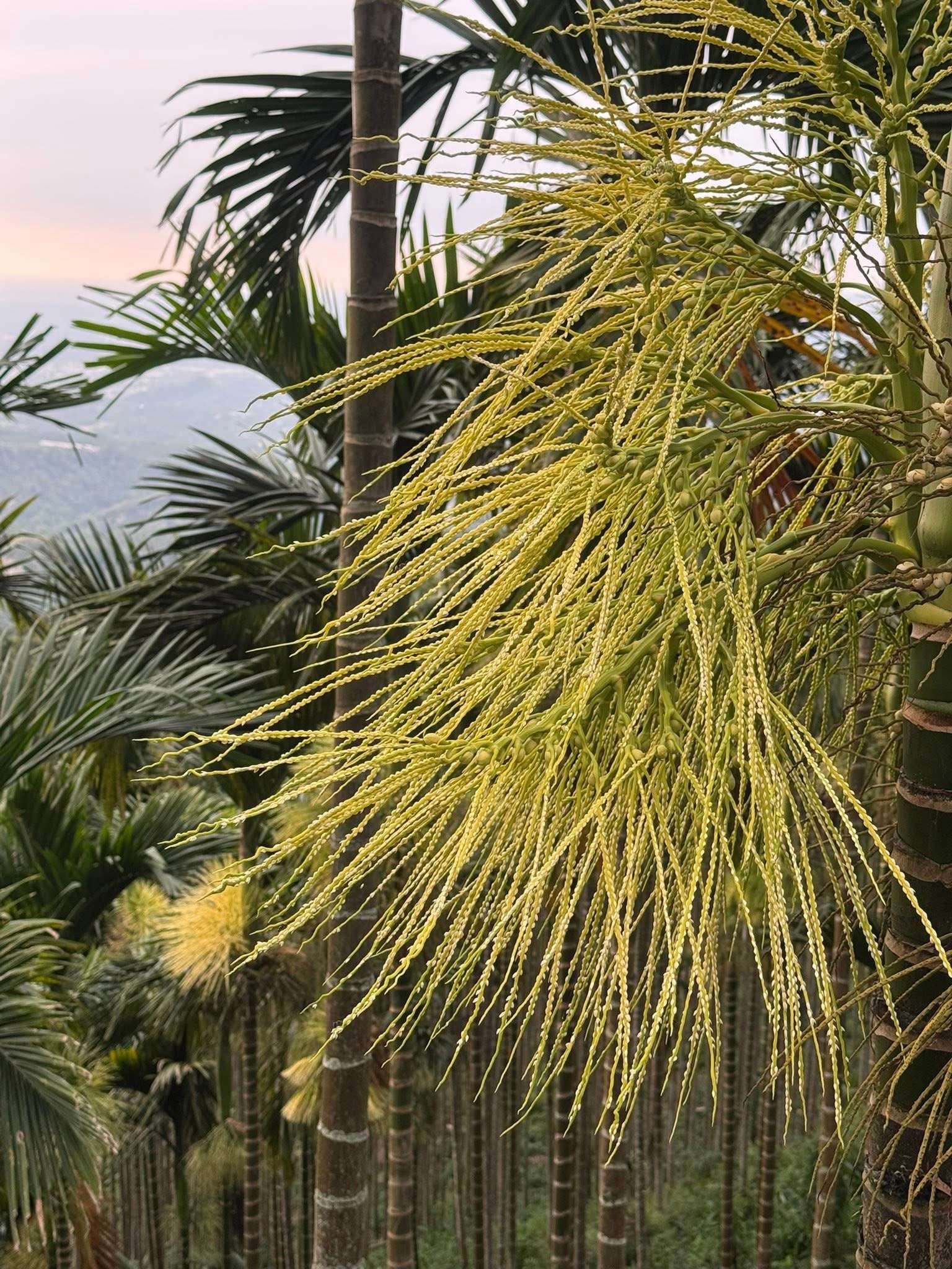 南投雙冬檳榔花