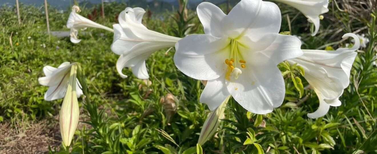 太麻里野百合