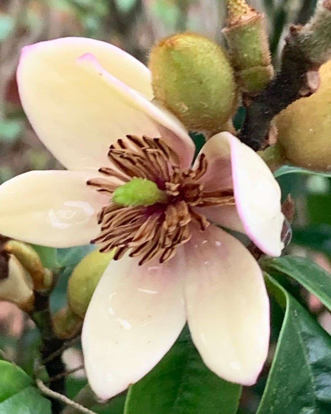 含笑花