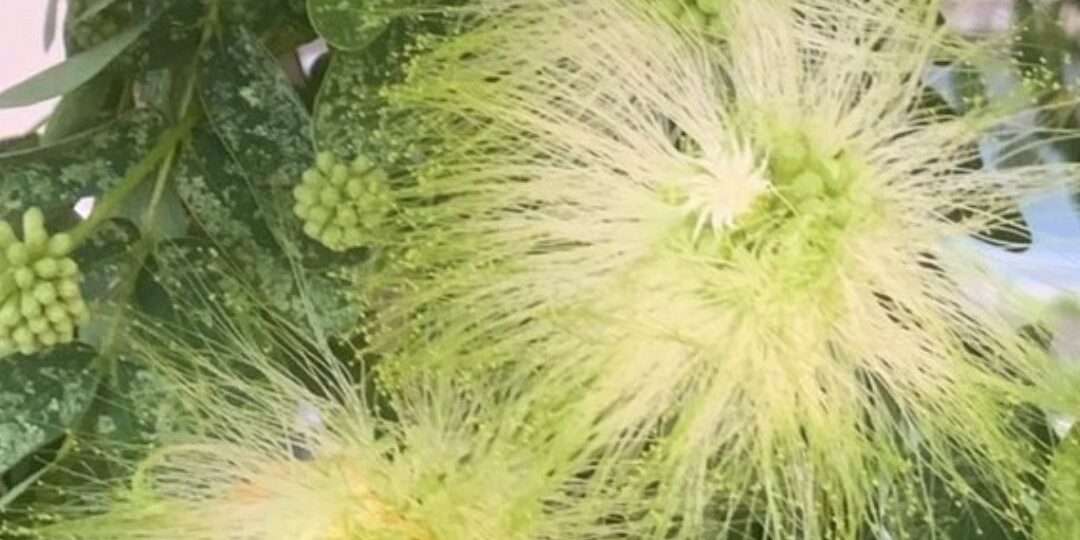 大葉合歡