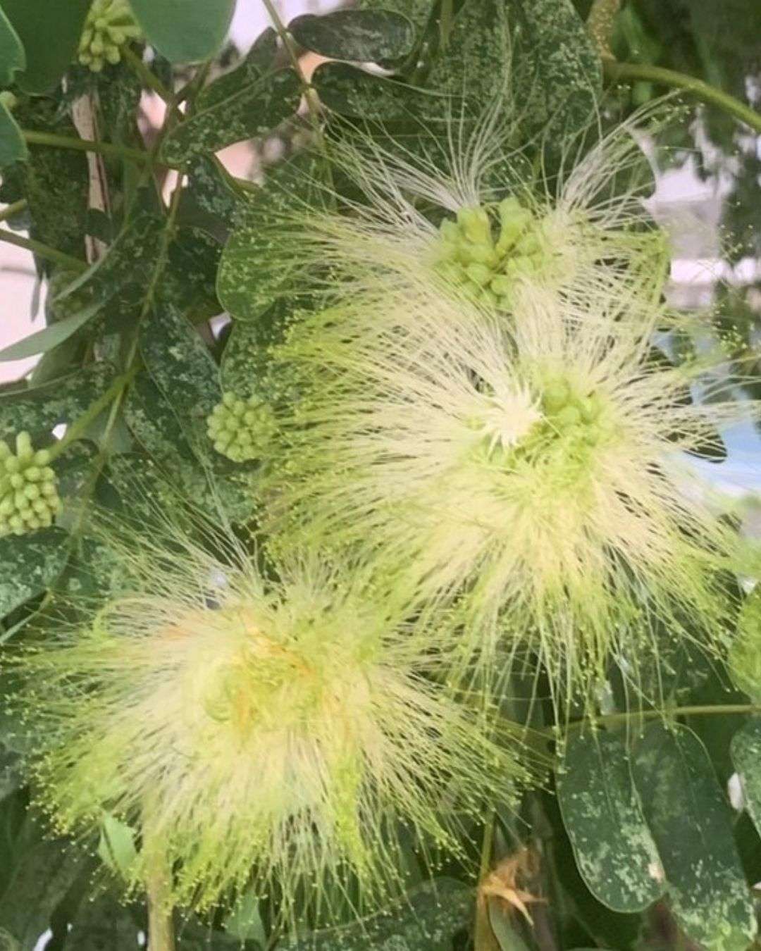 大葉合歡