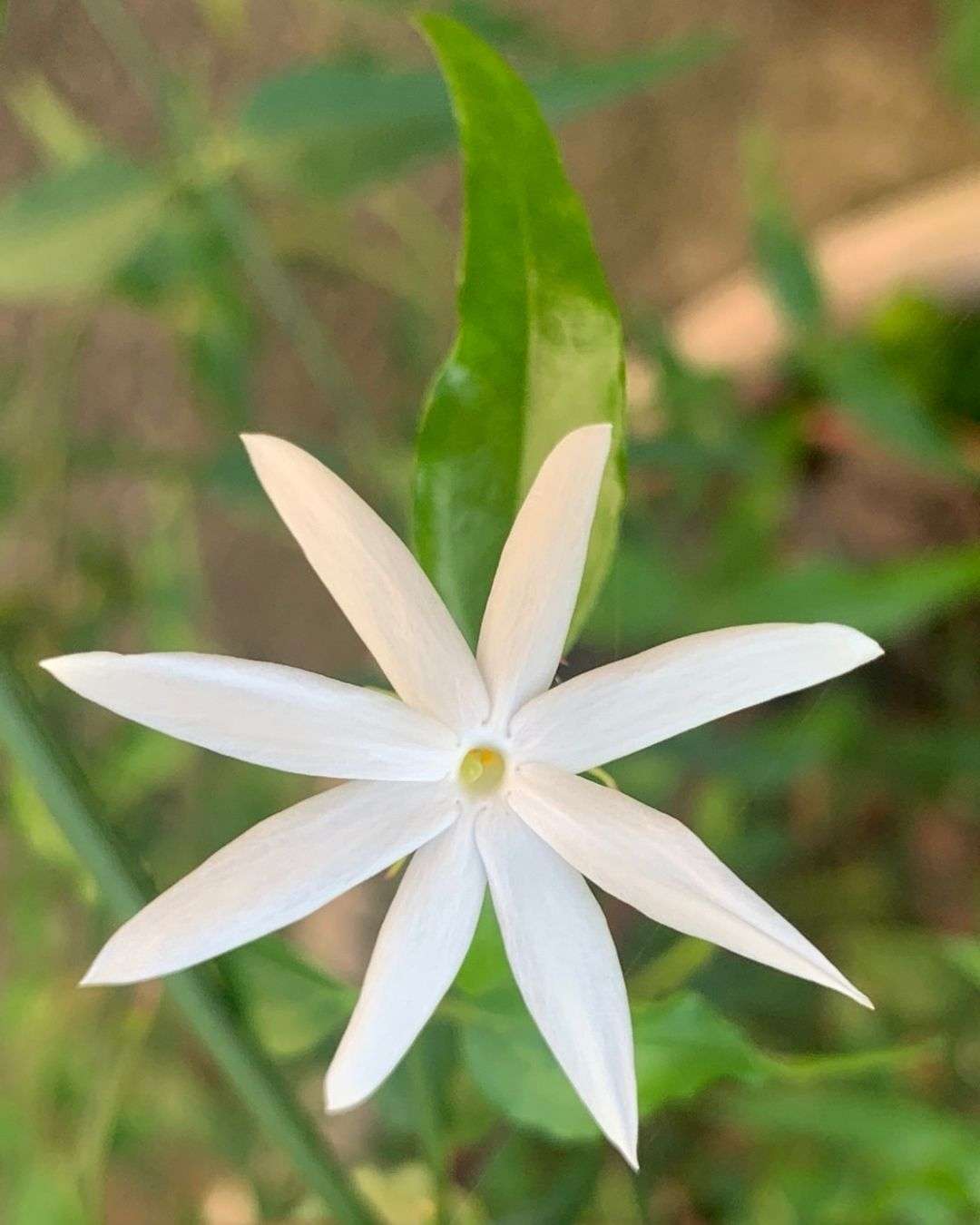 嶺南茉莉