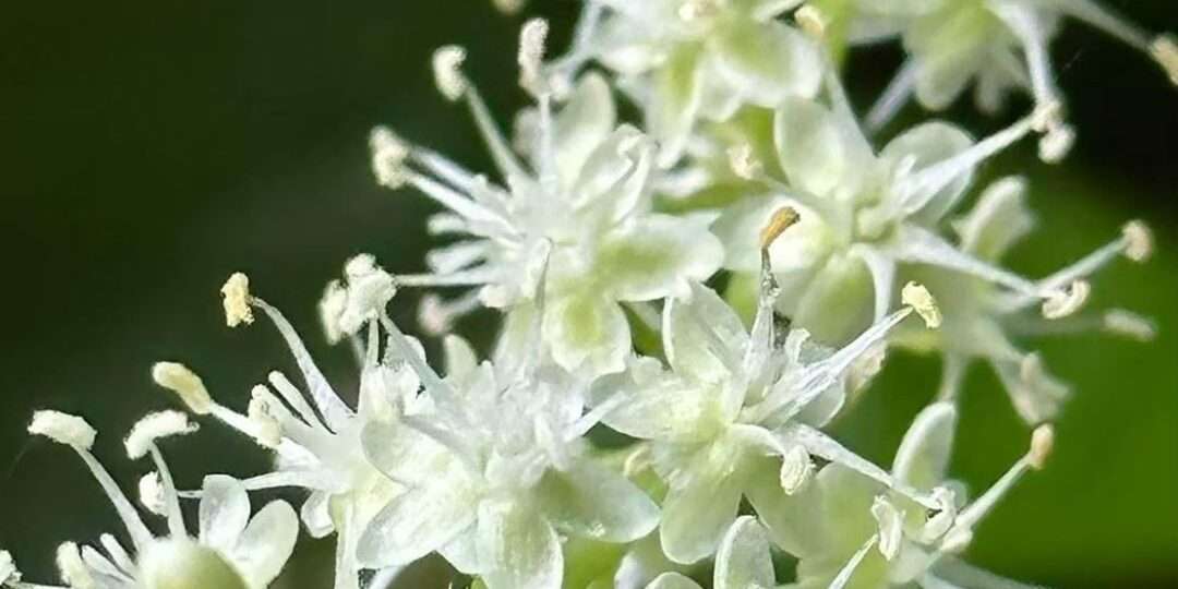 川七花