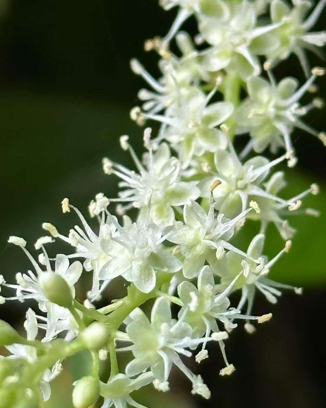 川七花