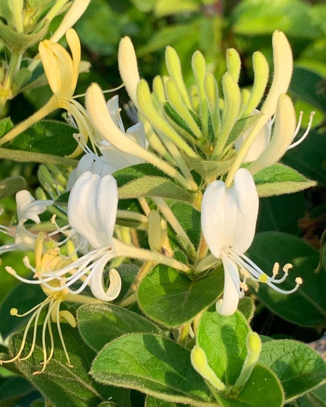 忍冬花