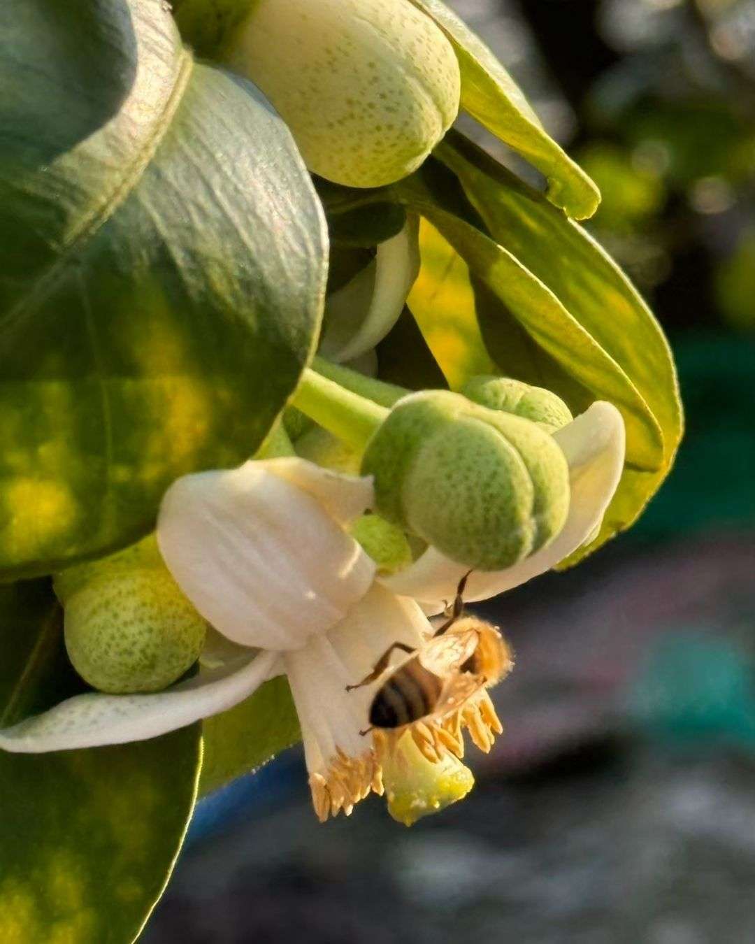 文旦花