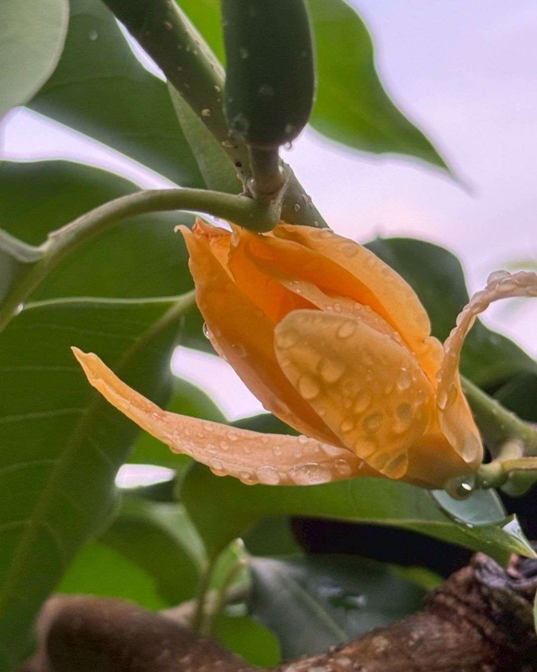 玉蘭花