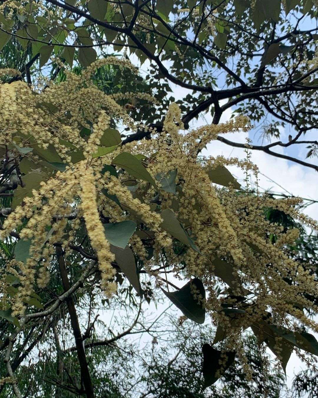 白楸