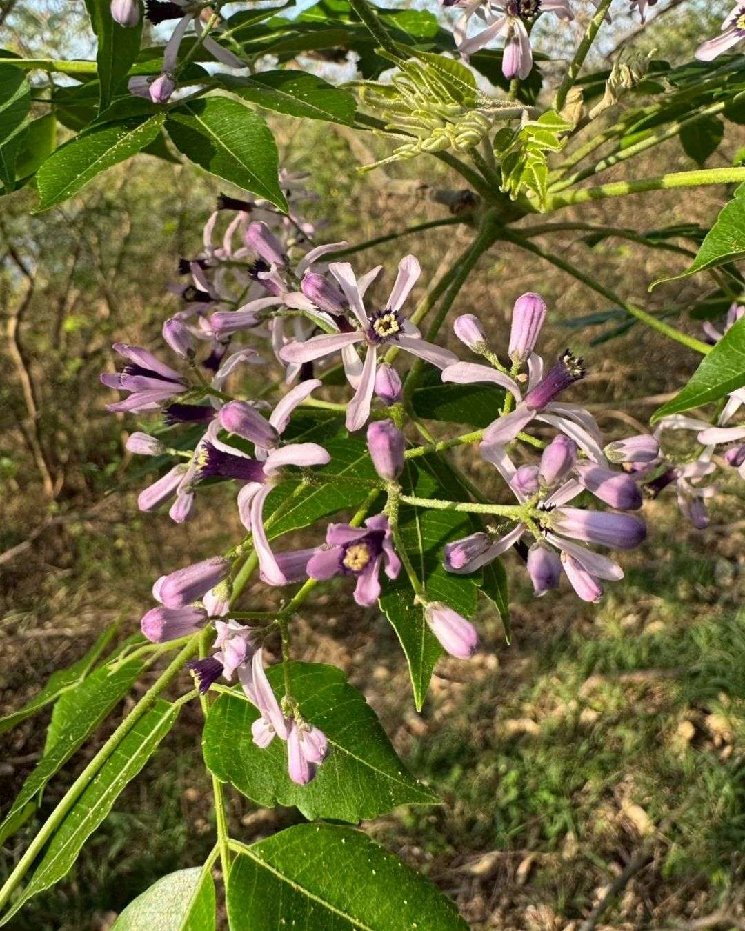 苦楝花