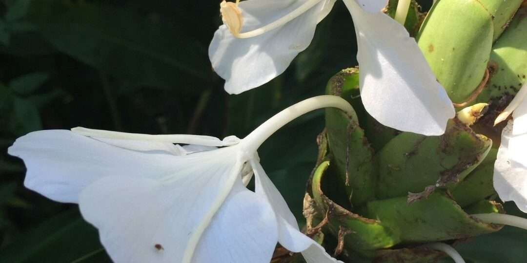 野薑花