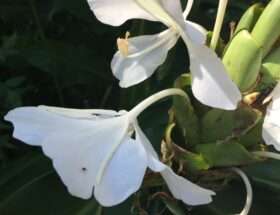 野薑花