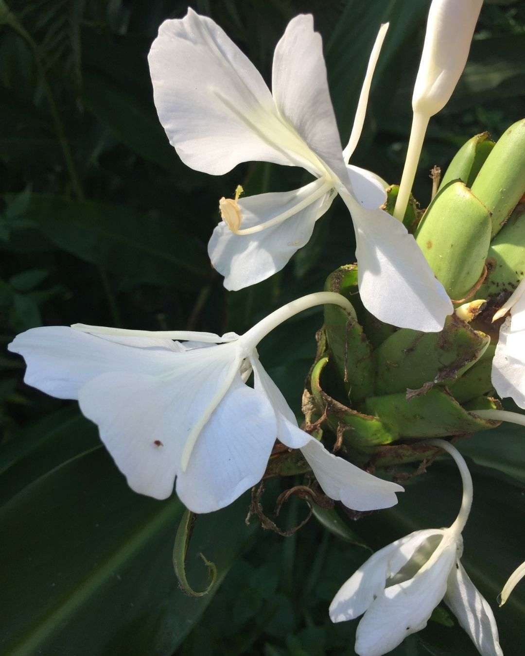 野薑花