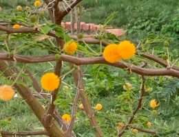 金合歡
