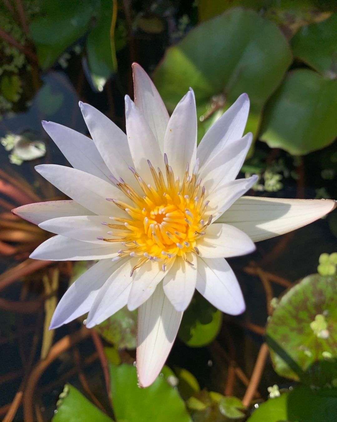 香水蓮花