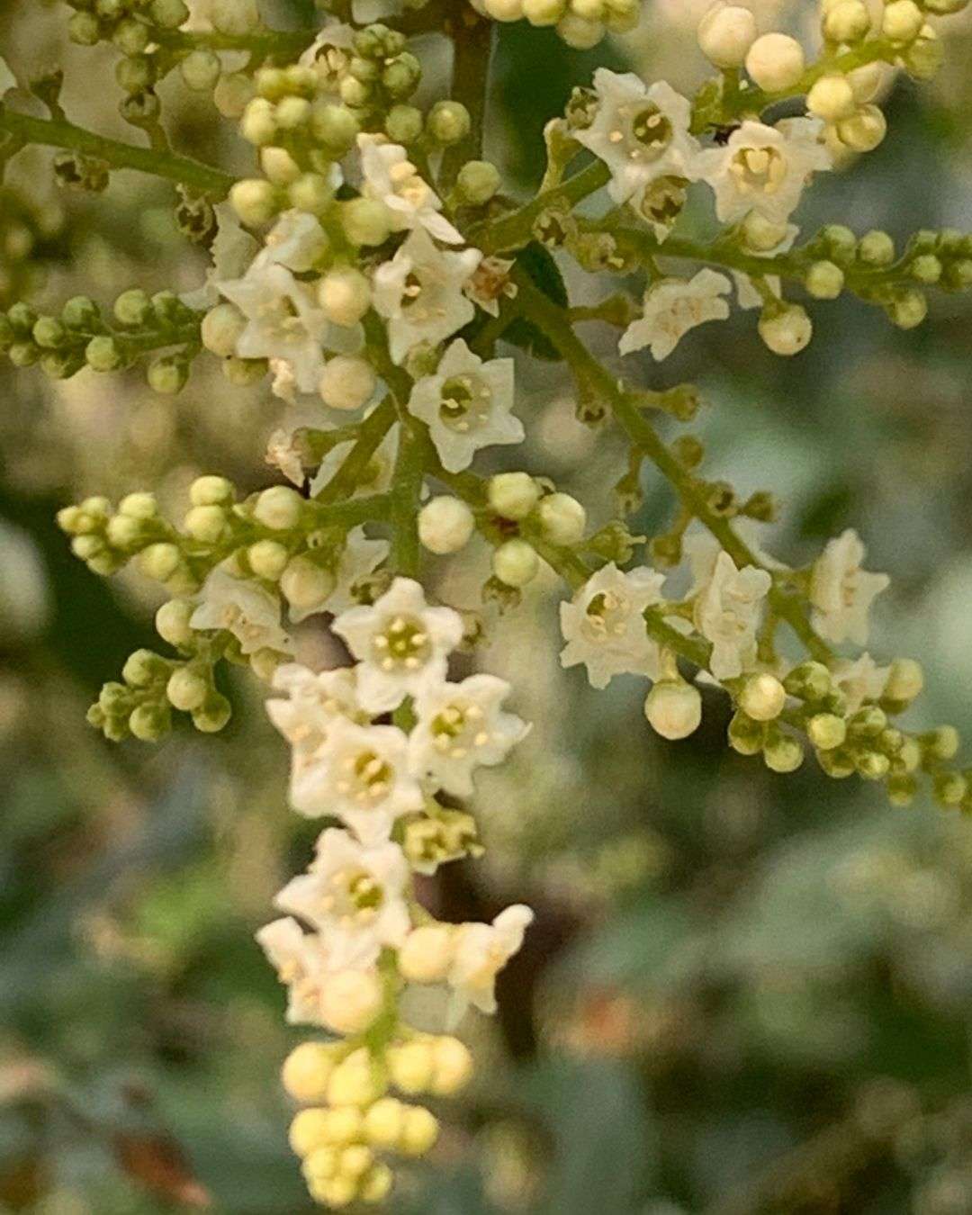 龍眼花