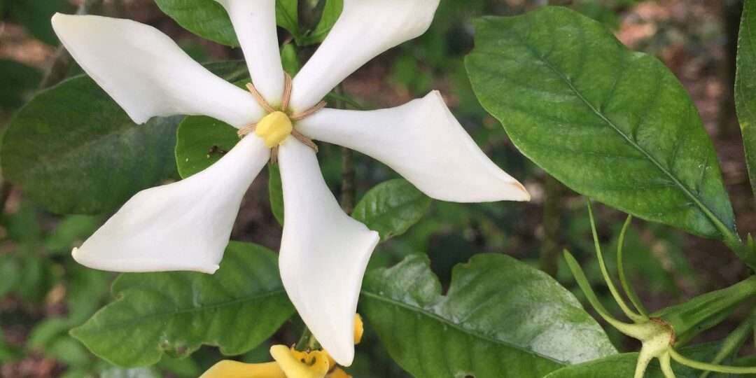 梔子花