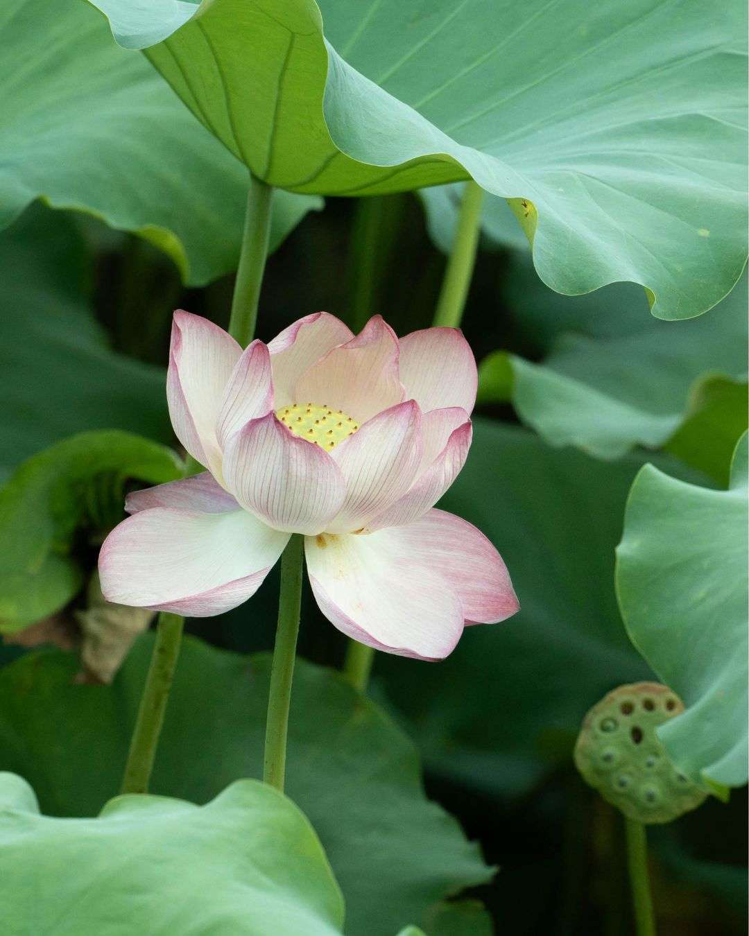 澄水觀蓮