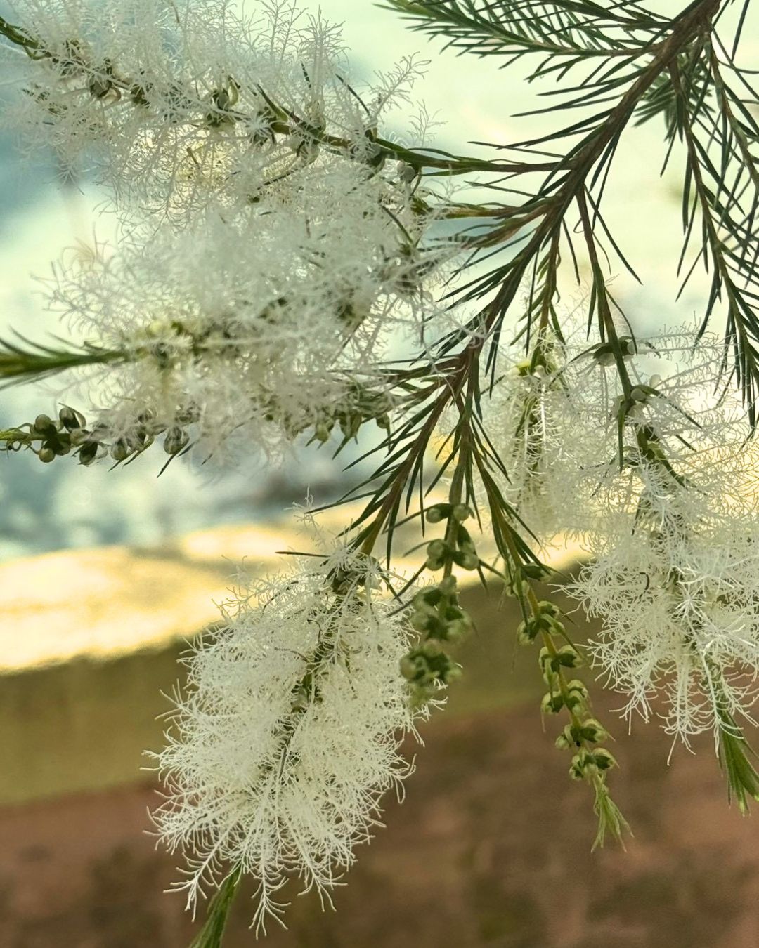 白千層花